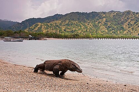 Komodo dragon at Komodo National Park, Indonesia