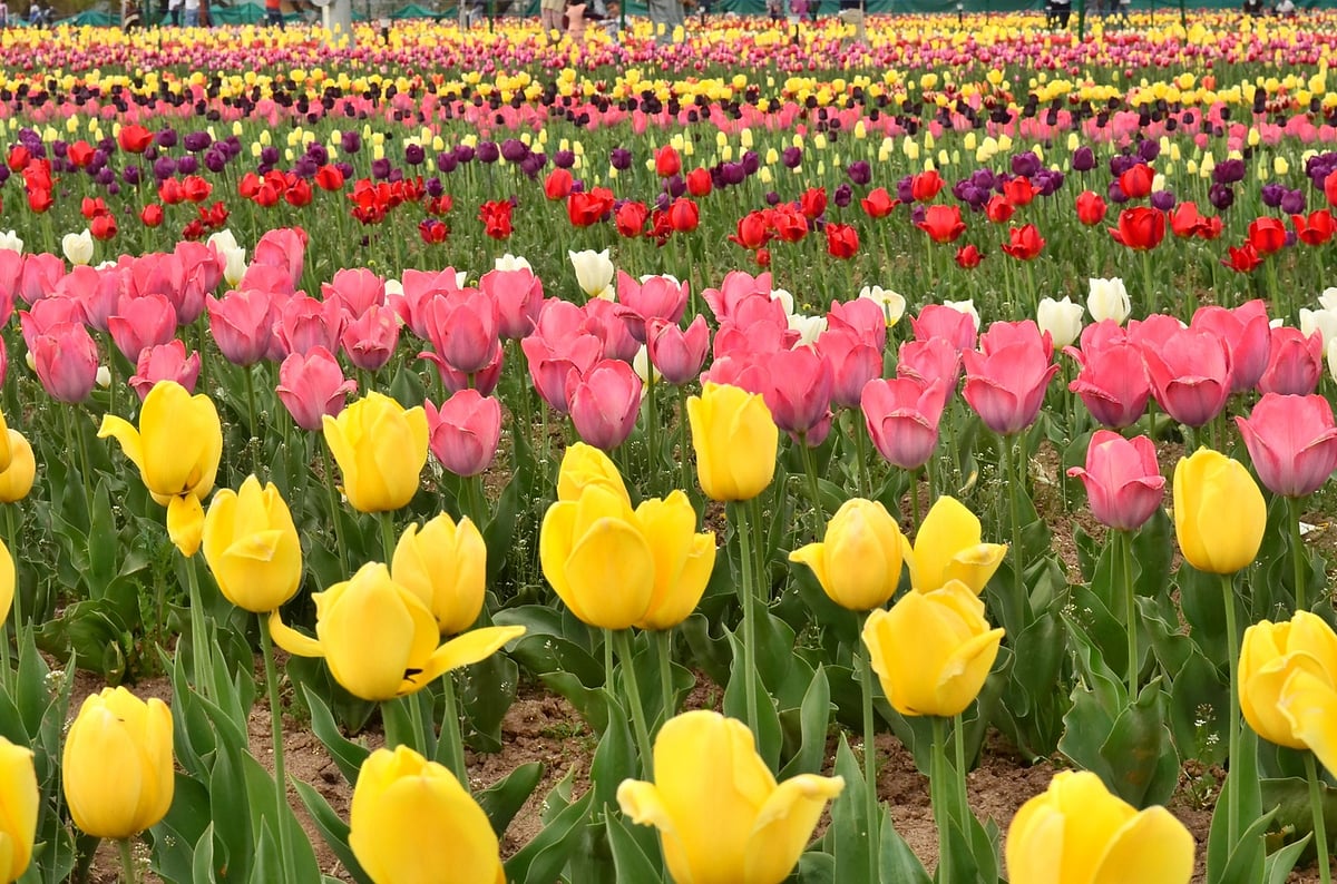 Indira Gandhi Memorial Tulip Garden