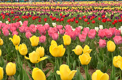 Indira Gandhi Memorial Tulip Garden