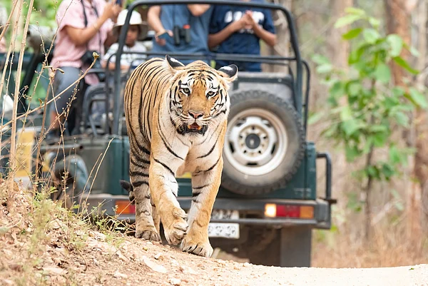 Chaithanya Krishnan/Shutterstock : Tourists follow a tiger at a safari at Pench Tiger Reserve