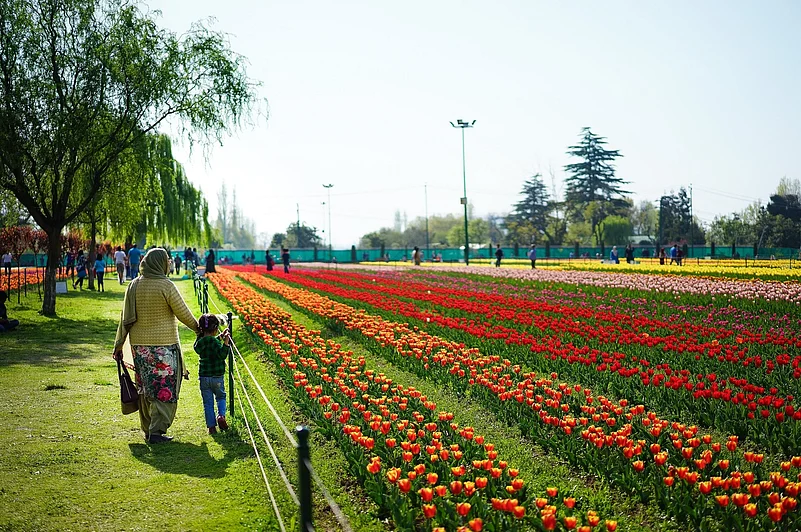 Tulip Garden, Kashmir
