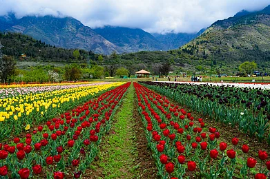 Shutterstock : Tulip Garden in Kashmir