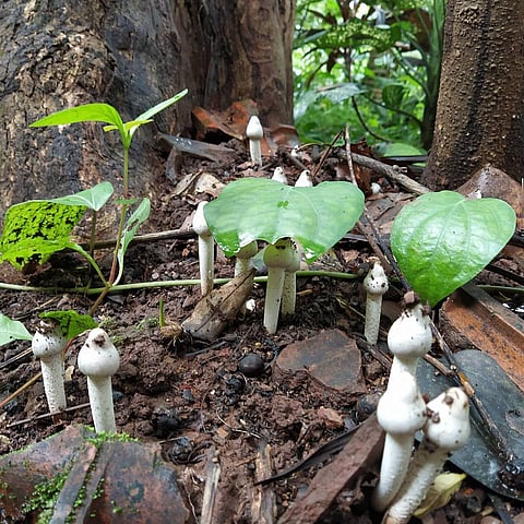 A fresh cluster of wild mushrooms