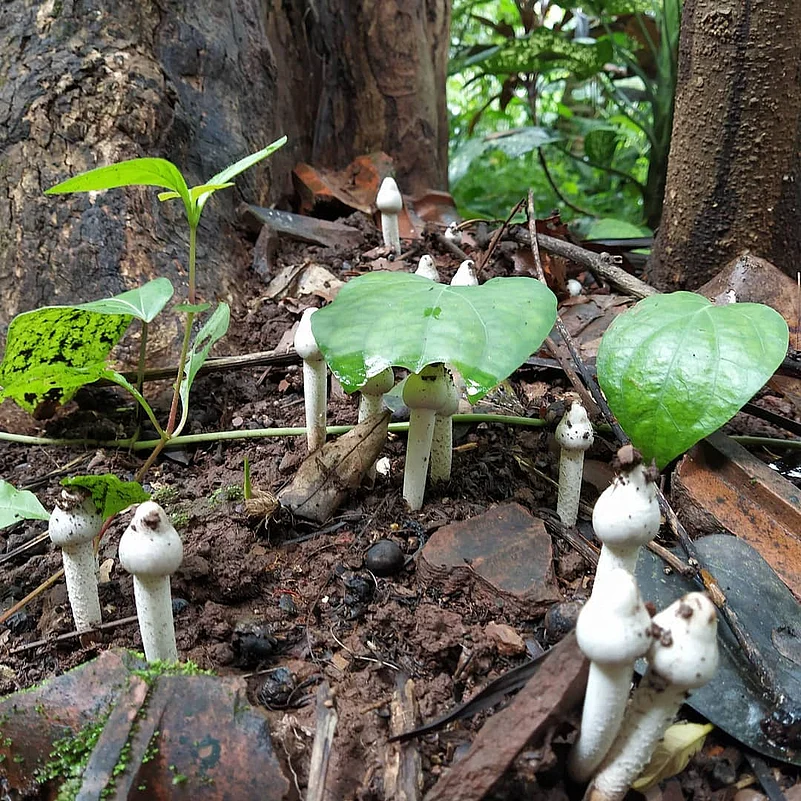 A fresh cluster of wild mushrooms