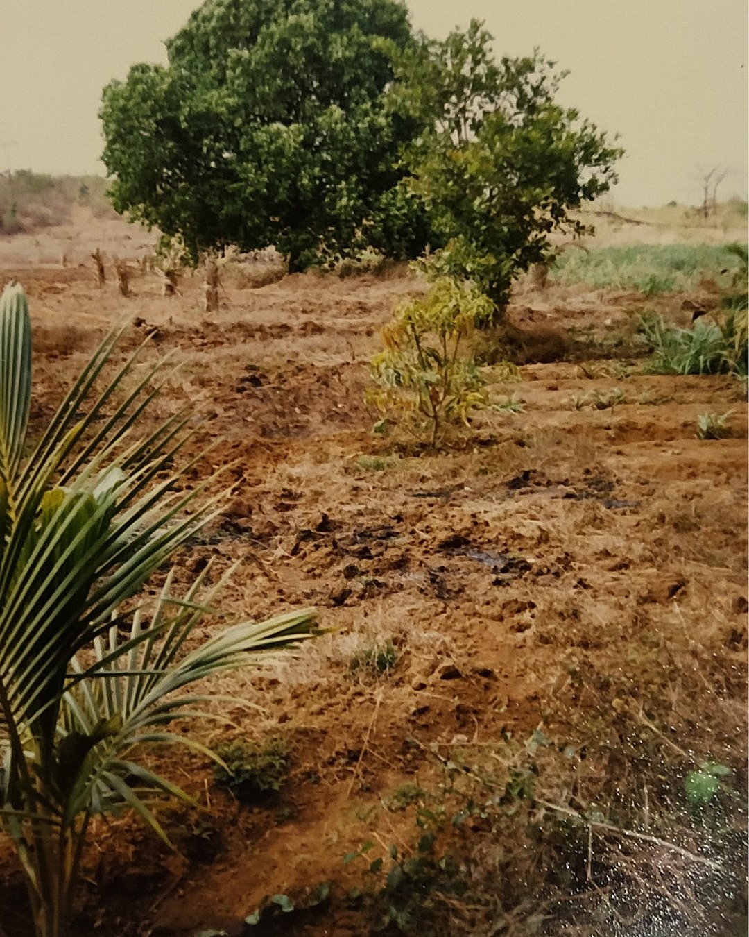 Barren land turned green and alive