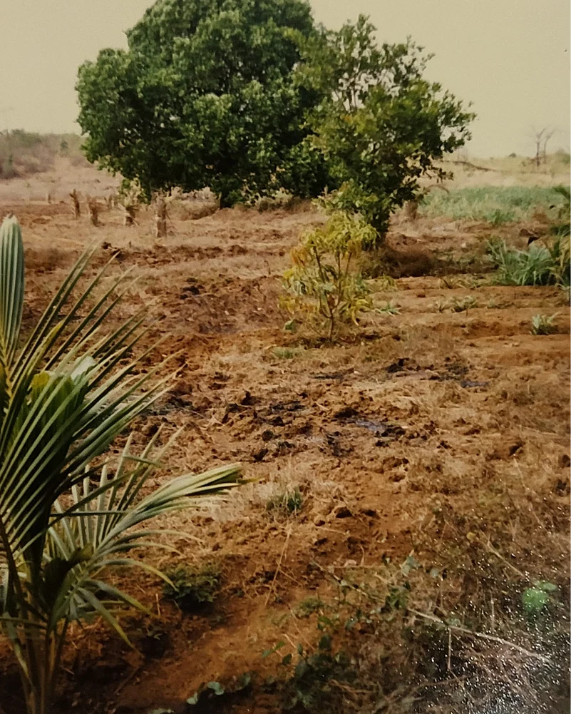 Barren land turned green and alive