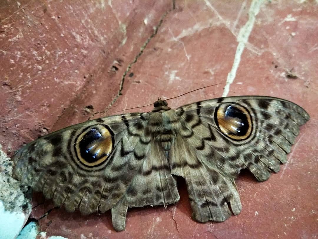 Common Owl Moth at Dudhsagar.