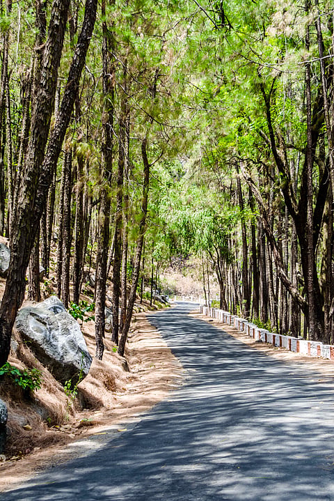 Deodar-lined road in Lansdowne