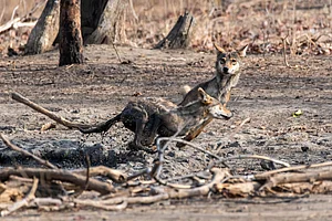 Shutterstock : Indian wolf pups (representational image)