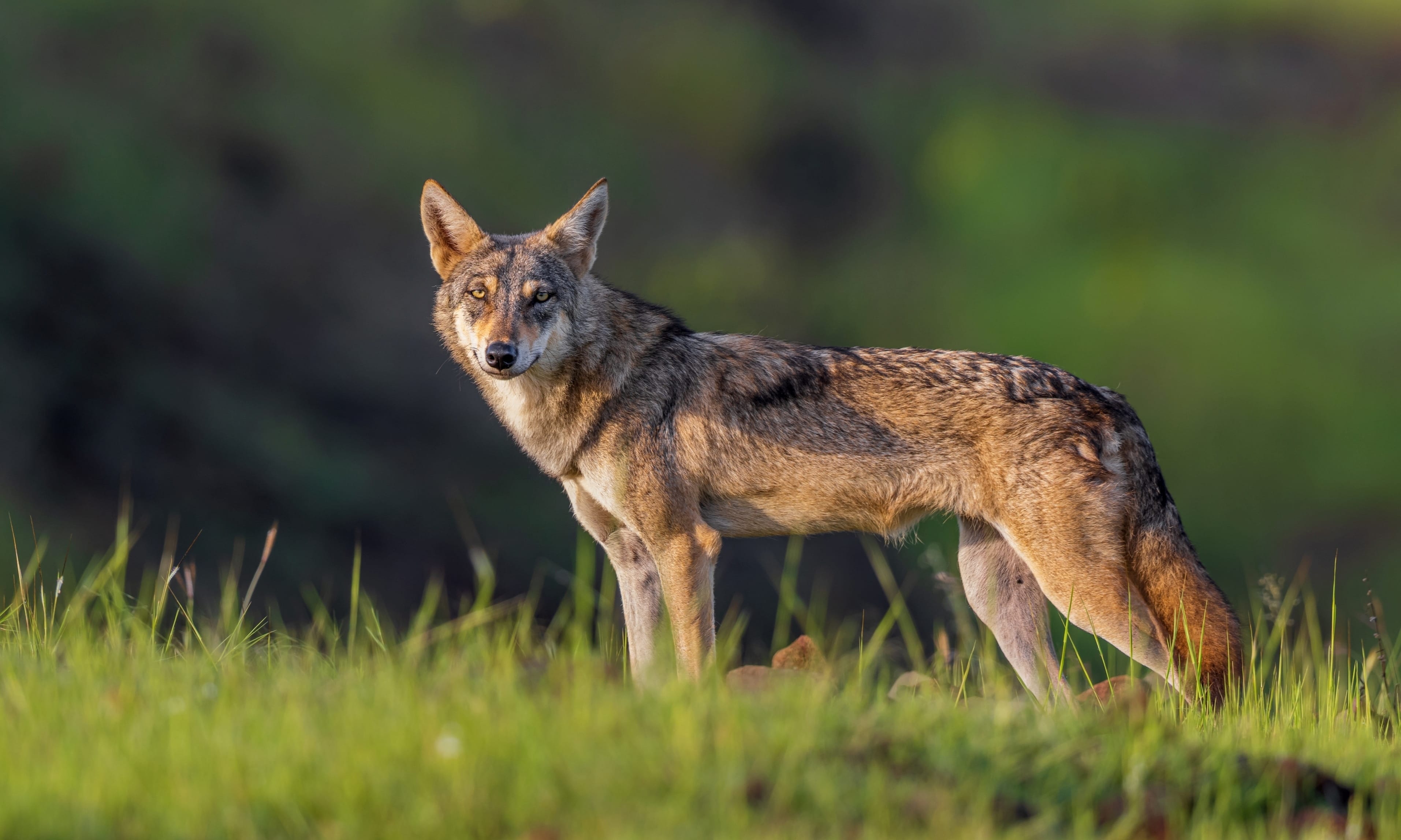 An Indian wolf