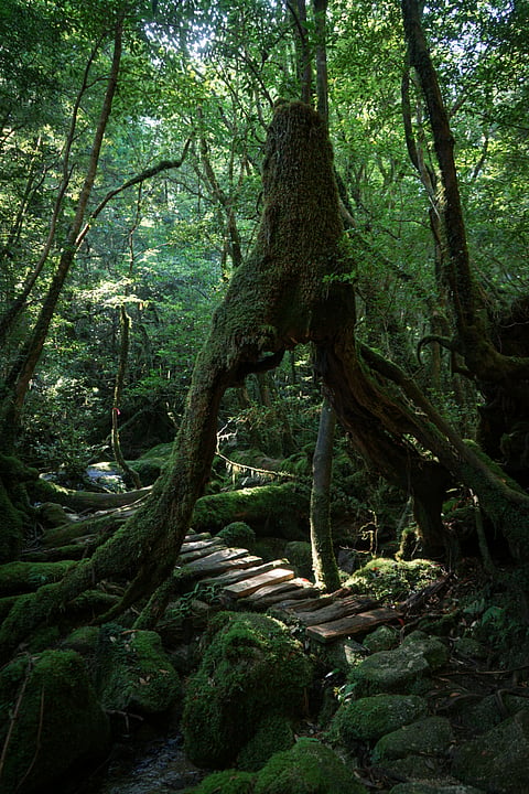 Yakushima Forest