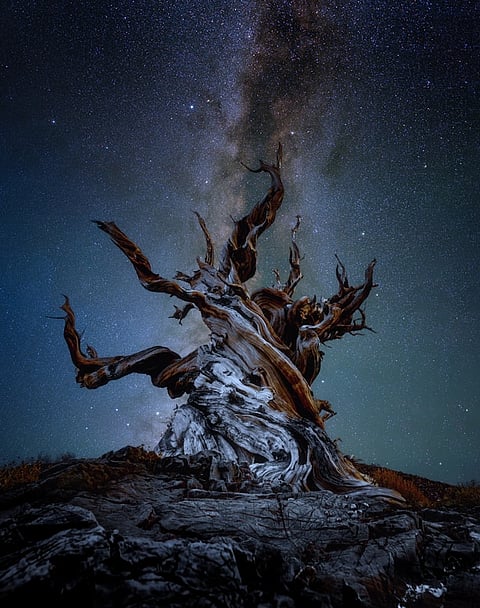 Ancient Bristlecone Pine Forest
