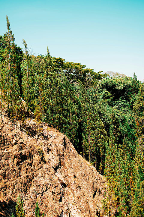 Kakamega Forest