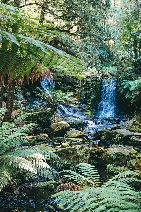 Daintree Rainforest