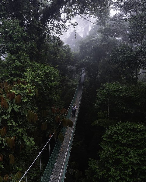Borneo Lowland Rainforest