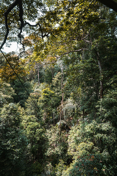 Taman Negara