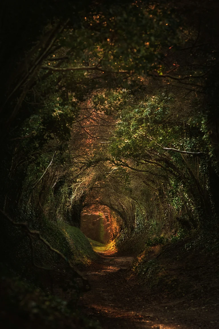 An old forest - Unsplash