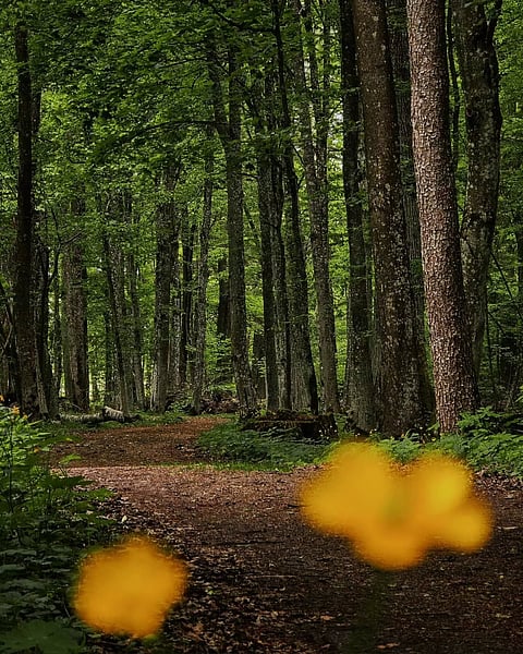 Białowieża Forest