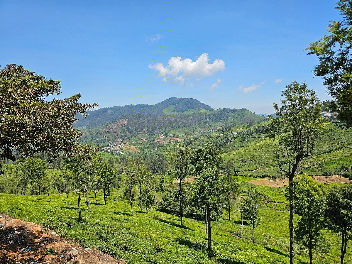 Tea plantations in Coonoor, Tamil Nadu, India