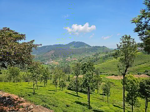 Tea plantations in Coonoor, Tamil Nadu, India