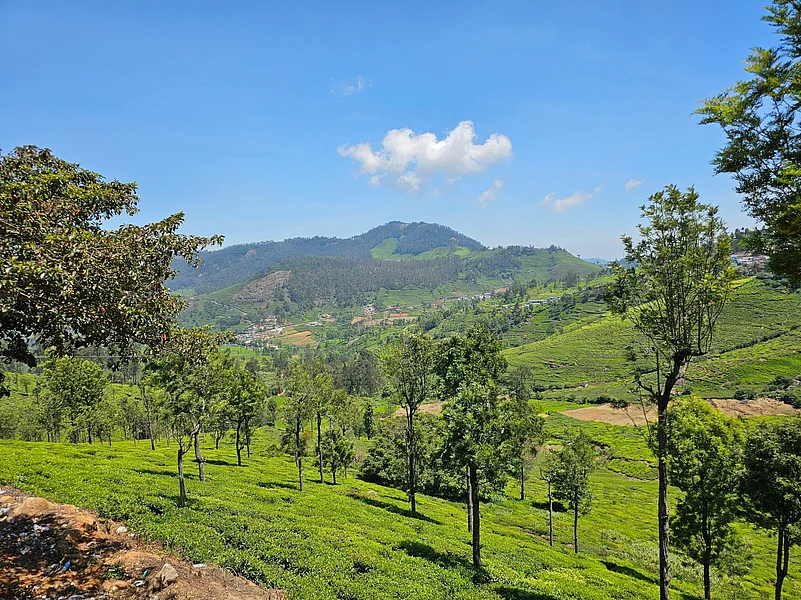 Tea plantations in Coonoor, Tamil Nadu, India