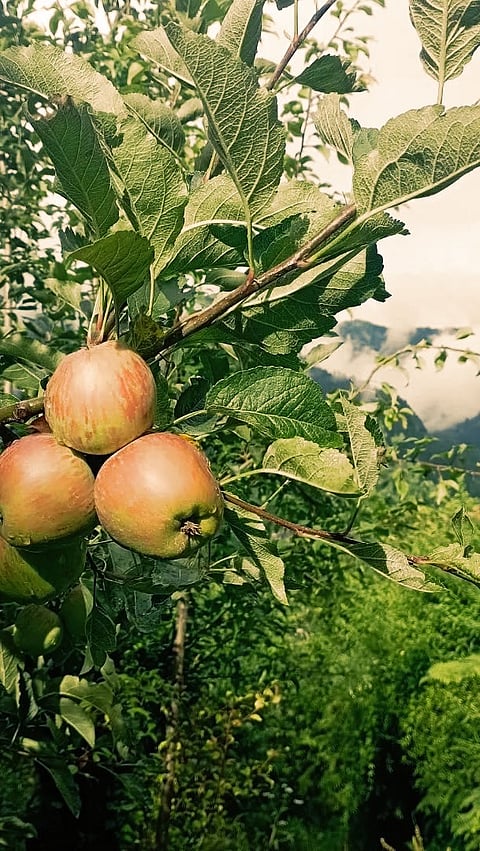 Manali, Himachal Pradesh