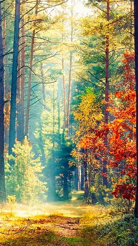 Forest looks pretty and fresh under the morning light