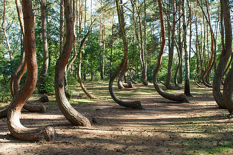 You can walk through the Crooked Forest in Poland