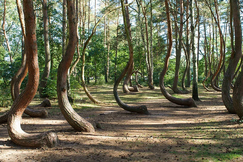 You can walk through the Crooked Forest in Poland