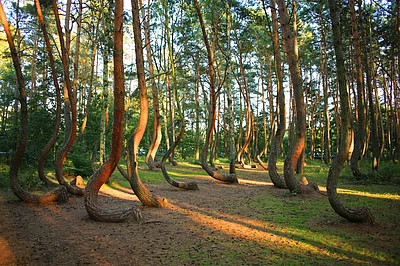 Shutterstock : The Crooked Forest is known as Krzywy Las in Poland