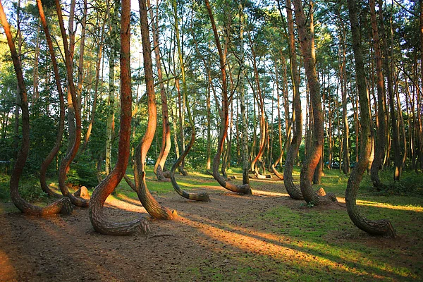 Shutterstock : The Crooked Forest is known as Krzywy Las in Poland