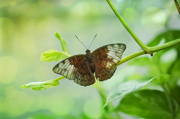Shutterstock : (Representational image) Euthalia aconthea rests on a branch
