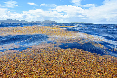 Sargassum seaweed