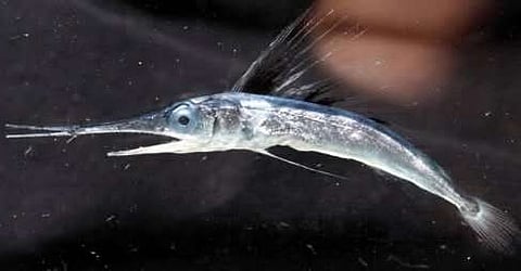A juvenile roundscale spearfish, a rare type of marlin, in the Sargasso Sea
