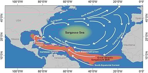 The Great Atlantic Sargassum Belt, shown along with the Sargasso Sea and major currents in the North Atlantic