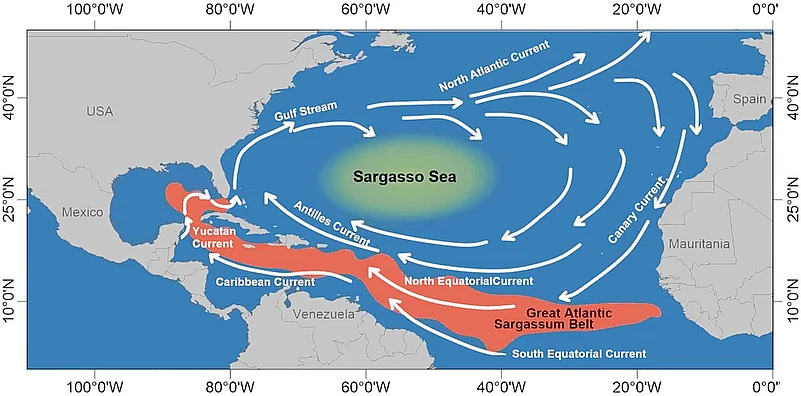 The Great Atlantic Sargassum Belt, shown along with the Sargasso Sea and major currents in the North Atlantic