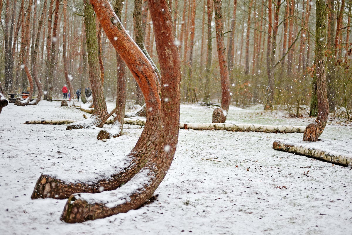 The forest in winter