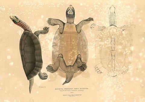 Illustration of B. Kachuga by Thomas Hardwicke