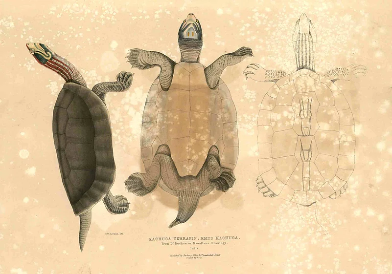 Illustration of B. Kachuga by Thomas Hardwicke