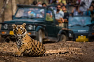 Sourabh Bharti/Shutterstock : A tiger cub at Ranthambore National Park in Rajasthan