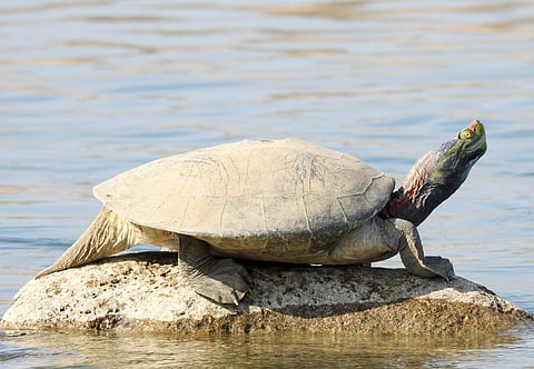 Adult male Batagur kachuga in National Chambal Sanctuary