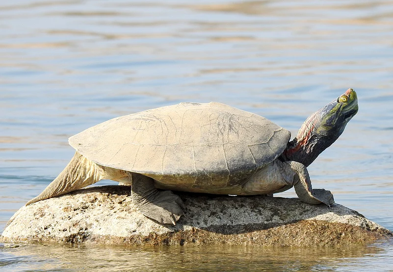 Adult male Batagur kachuga in National Chambal Sanctuary