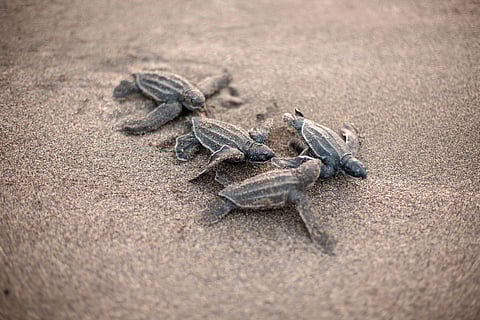Leatherback turtles