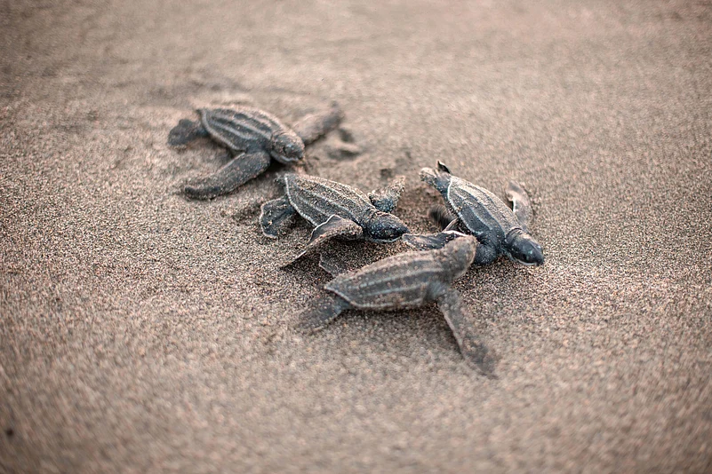 Leatherback turtles