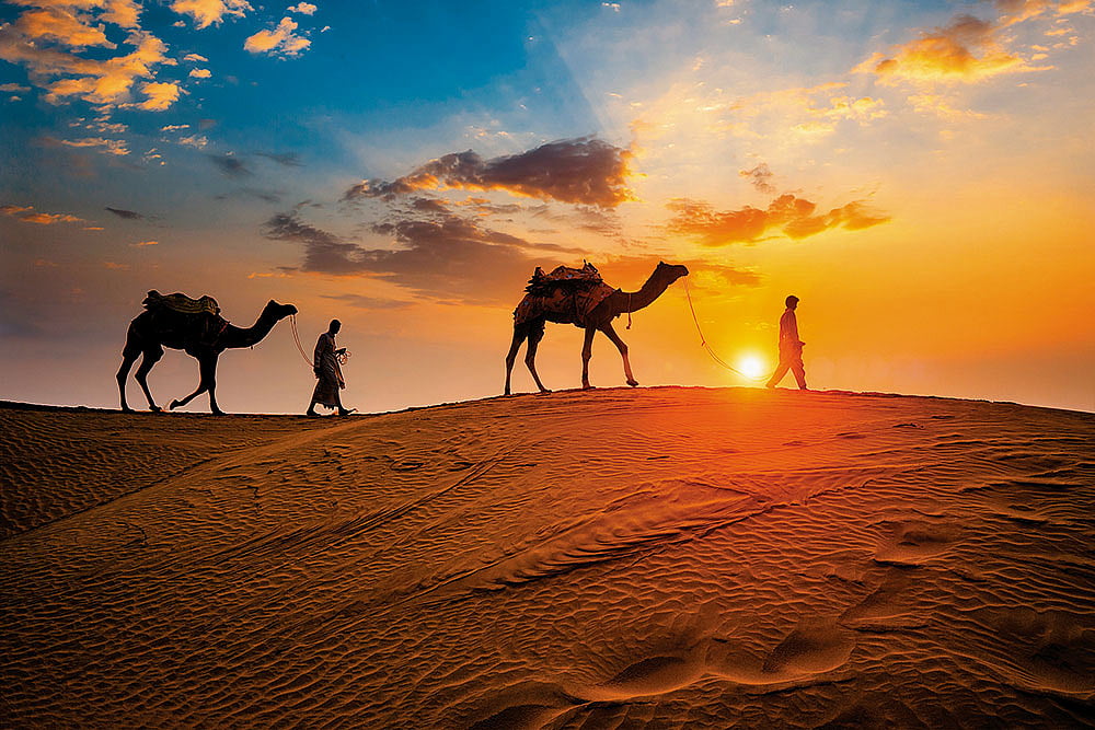 Shutterstock : Raika pastoralists with their camel herds in the Thar desert