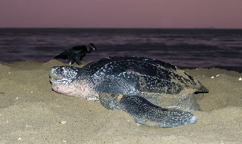A female leatherback turtle