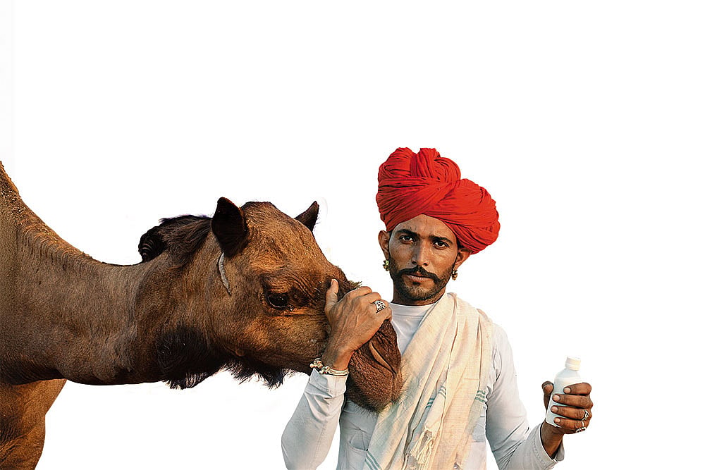 A Raika herder holding camel milk
