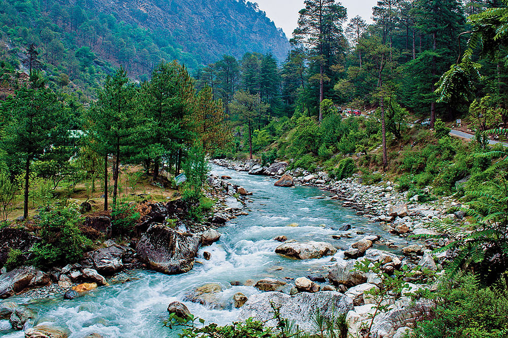Enjoy the beauty of cedar and pine forests at Tirthan Valley
