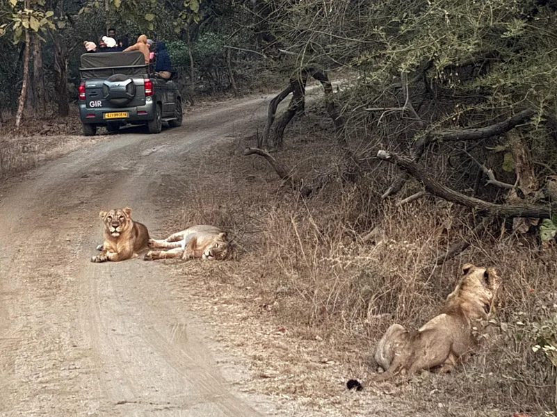 Three adult lions in Sasan Gir