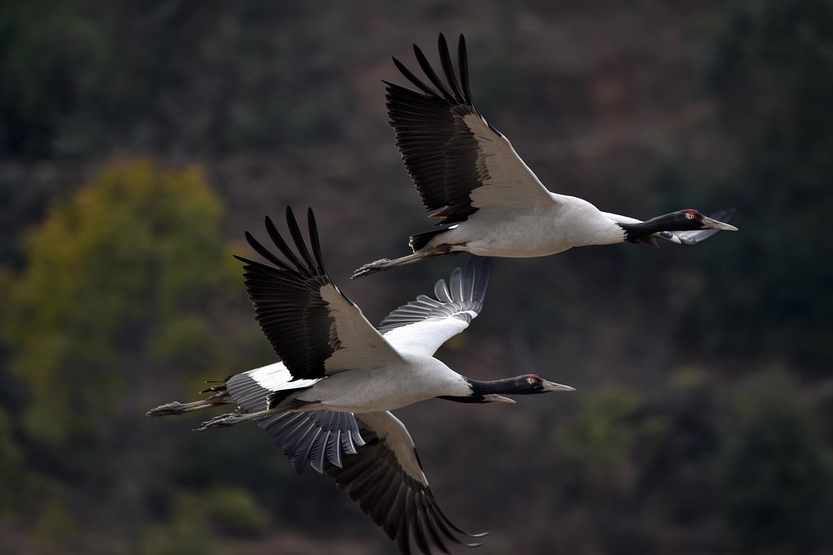 Black Neck Cranes